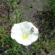 calystegia macrostegia